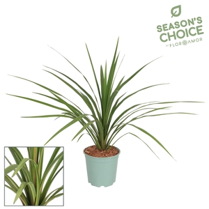 Cordyline 'Peko' 75 - 80 cm