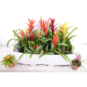 BROMELIA GEM 15 SRT