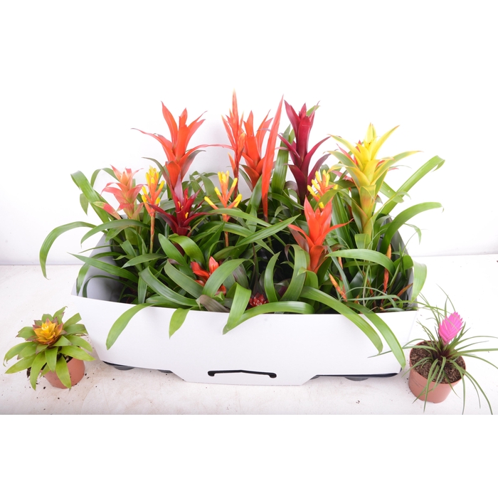 <h4>BROMELIA GEM 15 SRT</h4>
