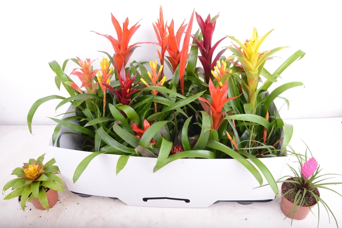 <h4>BROMELIA GEM 15 SRT</h4>