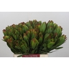 Leucadendron Goldstrike