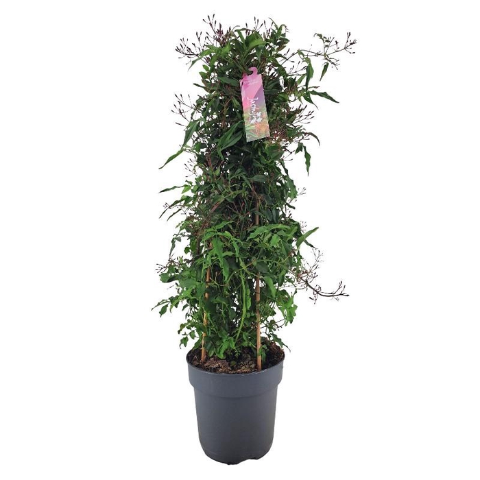 <h4>Jasminum polyanthum (roze) pyramide Roze 500+ knop</h4>