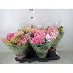 Hydrangea mac. 'Early Rosa'