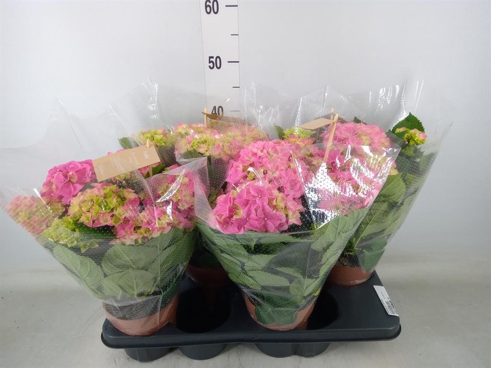 <h4>Hydrangea mac. 'Early Rosa'</h4>