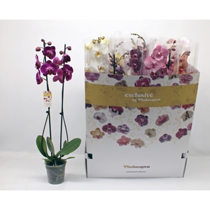 PHAL GEM 10 KL