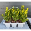 Buxus Newgen Freedom 6pack