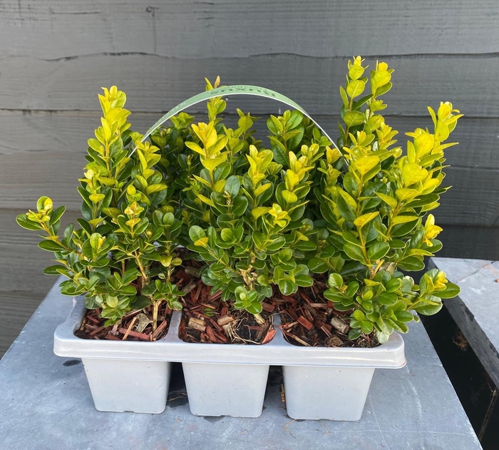 Buxus Newgen Freedom 6pack