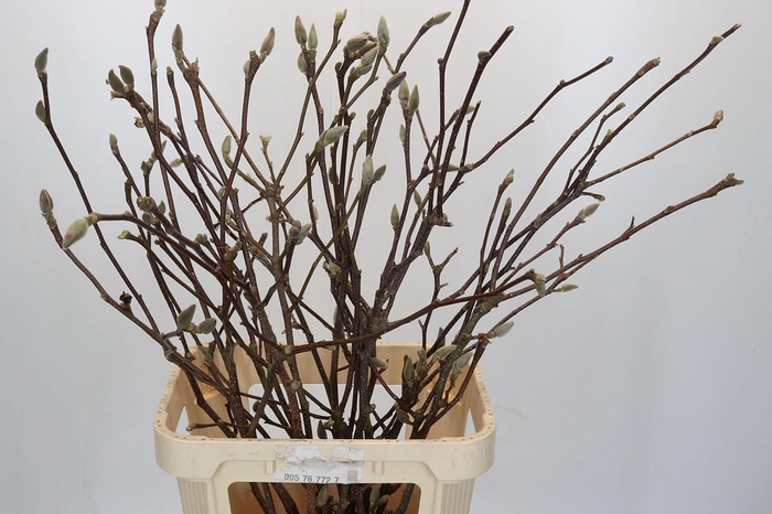 <h4>Magnolia other</h4>