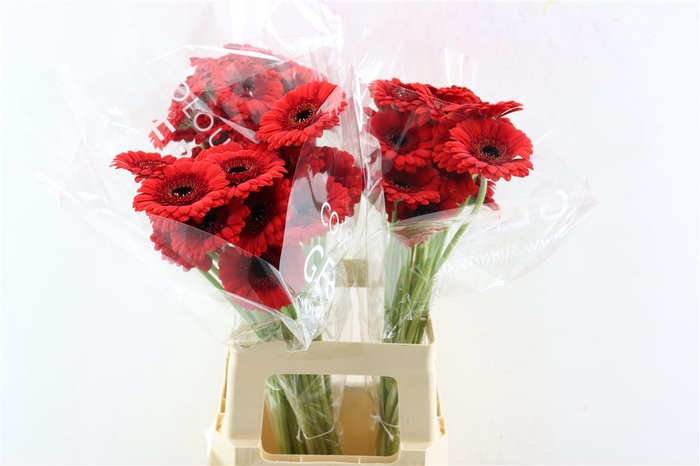 <h4>Ge Mi Red Ruby Xl</h4>