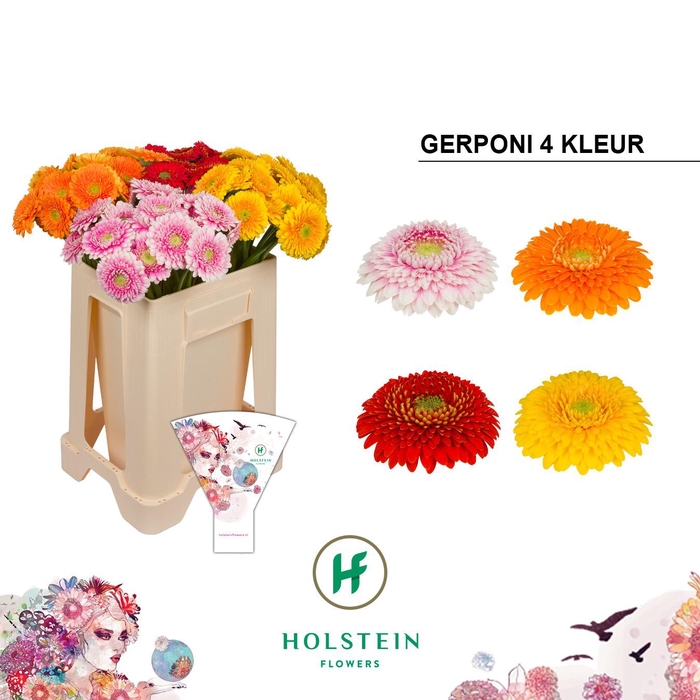 <h4>Germini Pomponi Mix Pomponi Water/Hoes x80</h4>