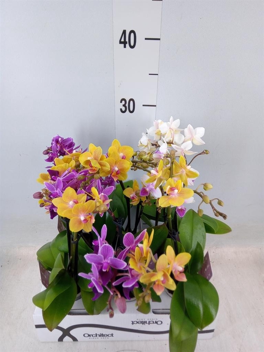 Phalaenopsis   ...mini