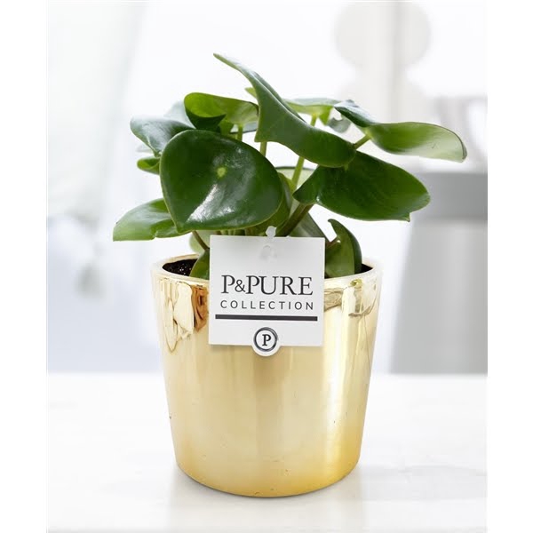 <h4>Peperomia Raindrop in P&PURE Laryssa ceramics shiny gold</h4>