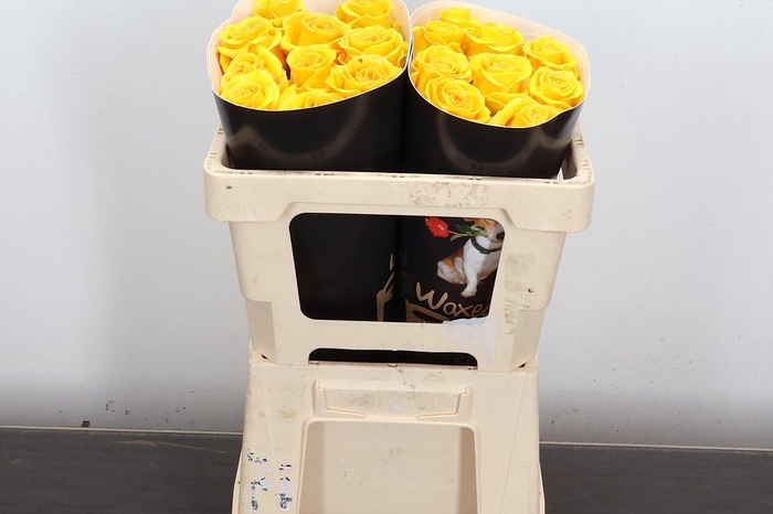 <h4>Wax-Rozen Wax Geel 50cm</h4>