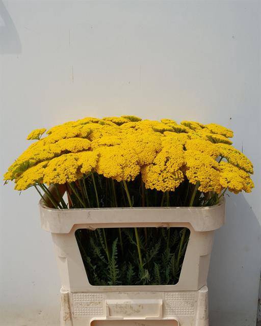 <h4>ACHIL F PARK VARIETY</h4>