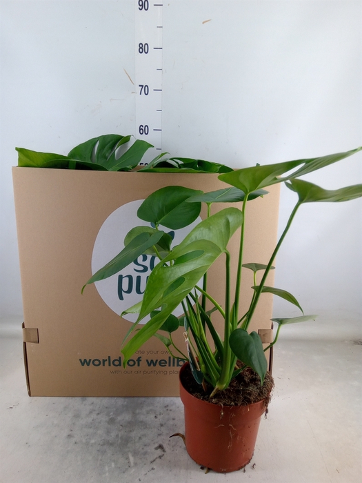 <h4>Monstera delic.</h4>