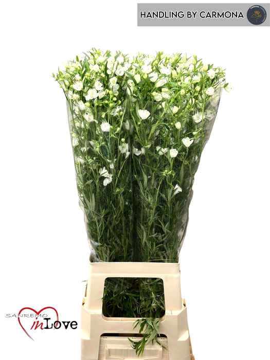 <h4>DELPH EN M SIL WHITE</h4>