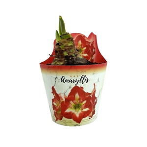 Hippeastrum overig