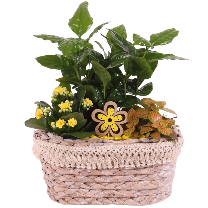 <h4>Opm Summer Arr. Indoor Willow Pot Oval Frills</h4>