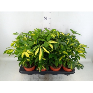 Schefflera arbor. 'Gerda'