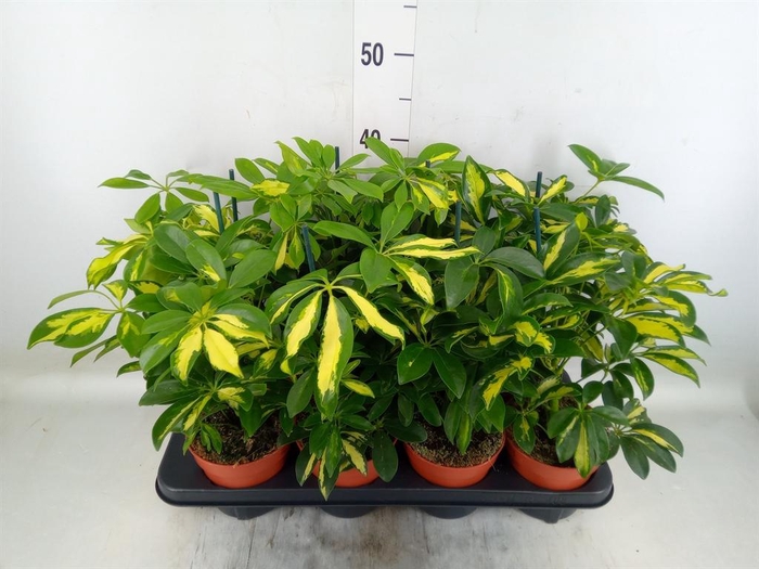 <h4>Schefflera arbor. 'Gerda'</h4>