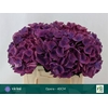 Hydrangea royal opera
