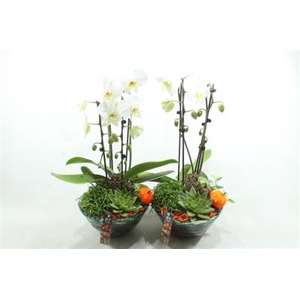 1540 WIT BLUE GLAS PHAL