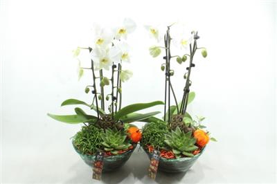 <h4>1540 ORANGE BLUE GLAS PHAL</h4>