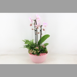 arr2 PL - Ker. schaal dido Roze Phal.