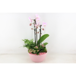 arr2 PL - Ker. schaal dido Roze Phal.