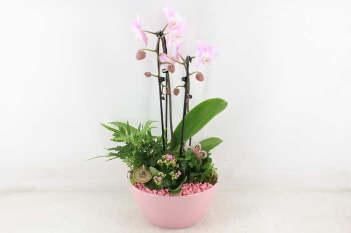 <h4>arr2 PL - Ker. schaal dido Roze Phal.</h4>
