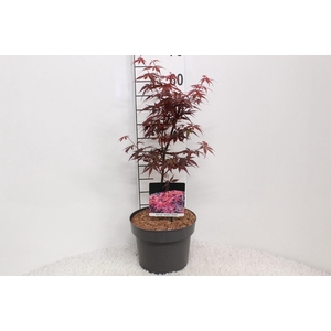 Acer palmatum 'Skeeters Broom'