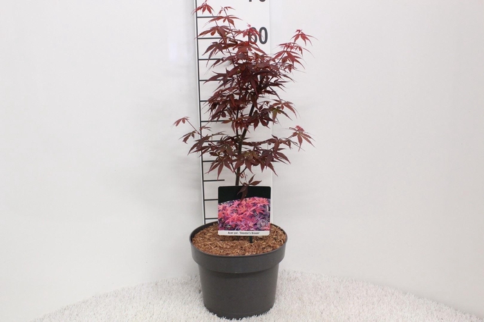 <h4>Acer palmatum 'Skeeters Broom'</h4>