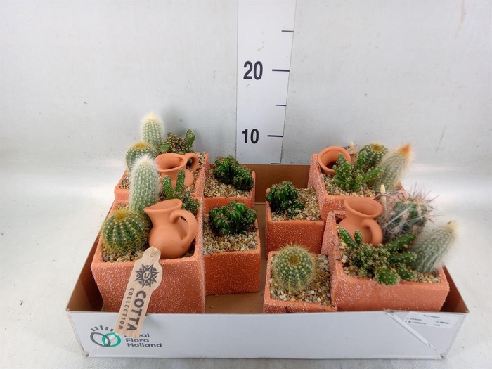 <h4>Arr.  Cactus L%</h4>