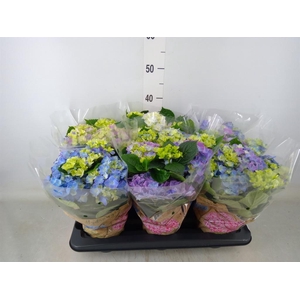 Hydrangea mac. 'Early Blue'