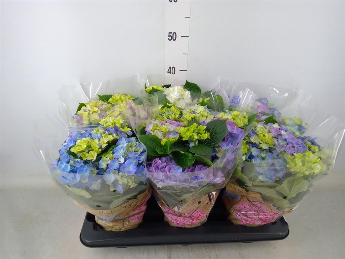 <h4>Hydrangea mac. 'Early Blue'</h4>