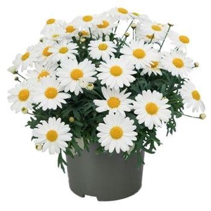 Argyranthemum La Rita 