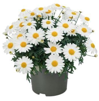 <h4>Argyranthemum La Rita "Early White"</h4>