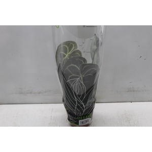 ANTH CLARINERVIUM P12