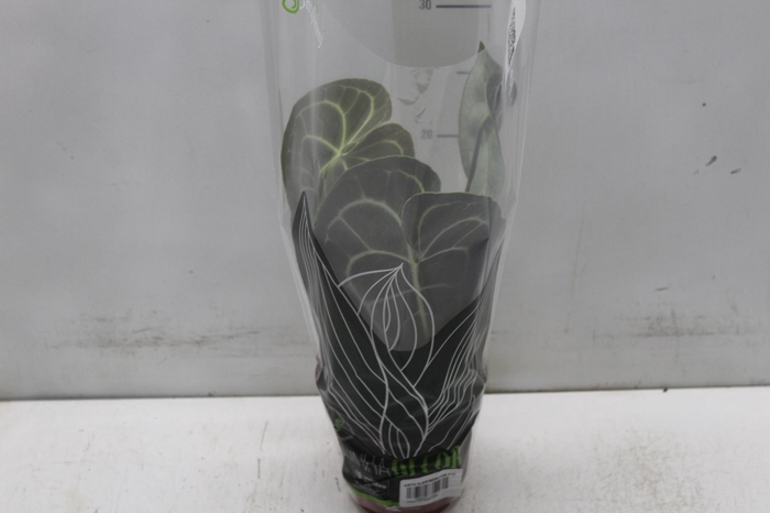 <h4>ANTH CLARINERVIUM P12</h4>