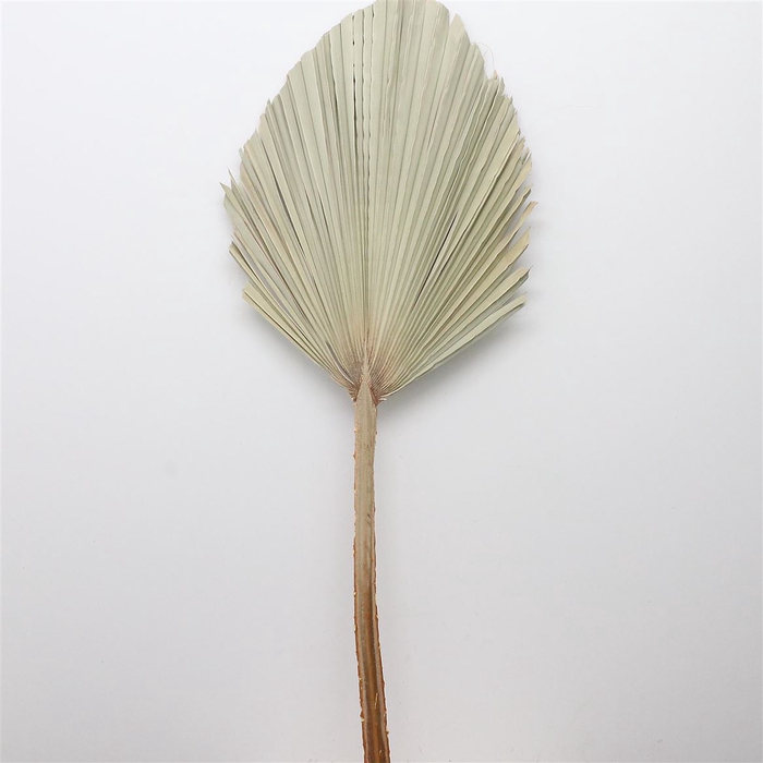 Dried Palm King Spear Natural