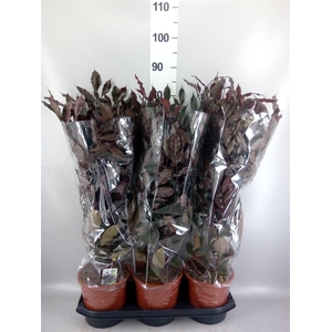 Leea guineensis 'Burgundy'