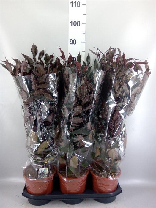 <h4>Leea guineensis 'Burgundy'</h4>