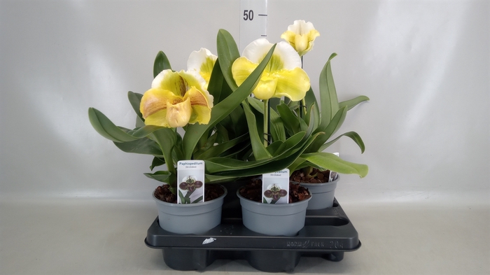 <h4>Paphiopedilum american hybride mix</h4>