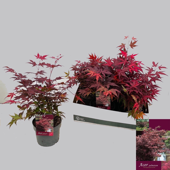 <h4>ACER PA ATROPURPUREU</h4>