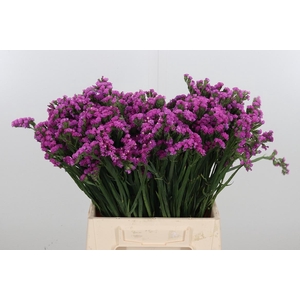 Limon S Rosa Sun Birds