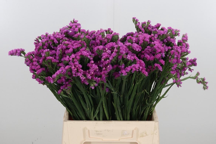 <h4>Limon S Rosa Sun Birds</h4>