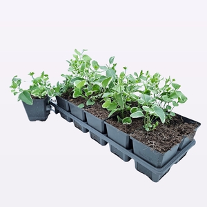 Vinca Major 'Variegata'