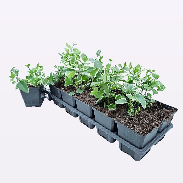 <h4>Vinca Major 'Variegata'</h4>