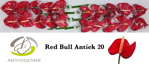 ANTH A RED BULL Antiek 20