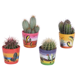 Cactus mix Ø8,5cm in Ceramic Pot Mexico Ø10cm